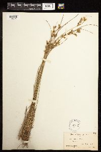 Juncus tenuis image