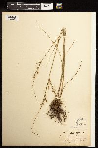 Juncus tenuis image