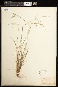 Juncus tenuis image