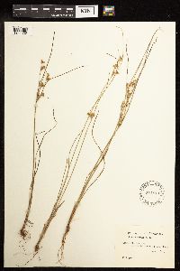 Juncus tenuis image