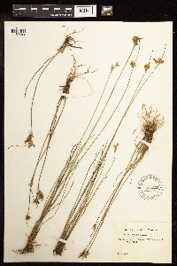 Juncus tenuis image