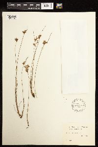 Juncus tenuis image