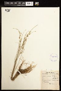 Juncus tenuis image