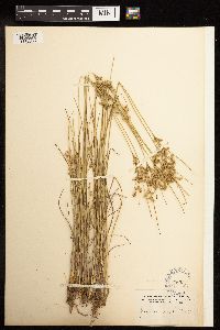 Juncus tenuis image