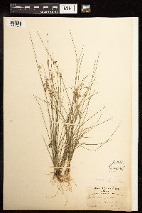 Juncus tenuis image