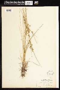 Juncus tenuis image