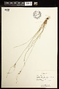 Juncus tenuis image
