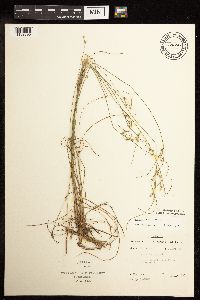 Juncus tenuis image