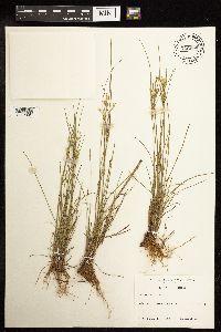 Juncus tenuis image