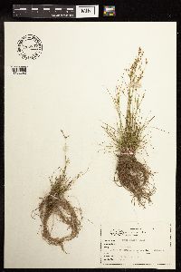 Juncus tenuis image