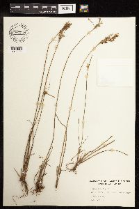 Juncus tenuis image