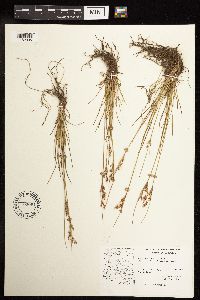 Juncus interior image