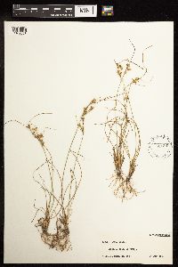 Juncus tenuis image