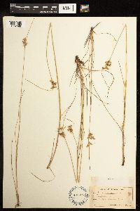 Juncus tenuis image