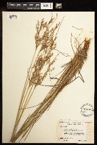 Juncus tenuis image