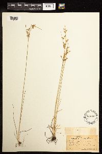 Juncus tenuis image