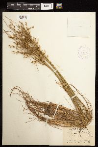 Juncus tenuis image