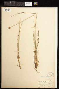 Juncus tenuis image