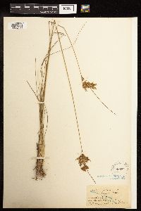 Juncus tenuis image