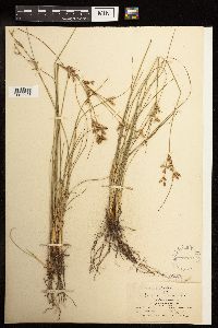 Juncus interior image