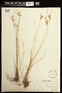 Juncus tenuis image