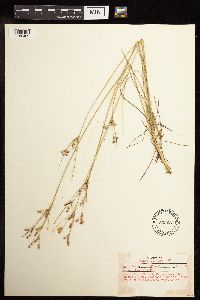 Juncus tenuis image