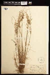 Juncus tenuis image