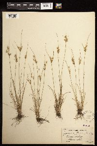 Juncus tenuis image