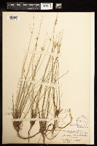 Juncus tenuis image