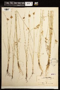 Juncus tenuis image