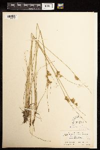 Juncus tenuis image