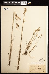 Juncus tenuis image