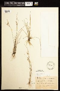 Juncus tenuis image