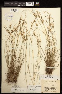 Juncus tenuis image