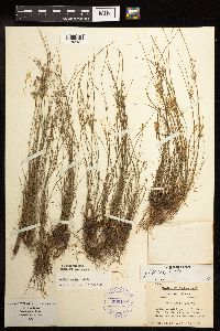 Juncus tenuis image