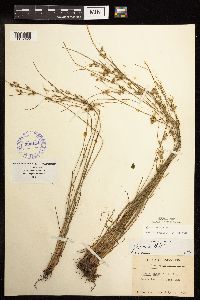 Juncus tenuis image