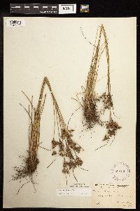 Juncus tenuis image