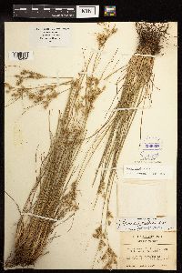 Juncus tenuis image