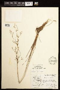 Juncus tenuis image