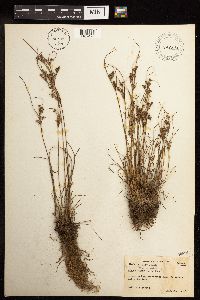 Juncus tenuis image