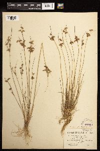Juncus tenuis image