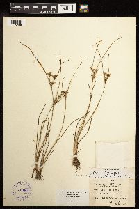 Juncus tenuis image