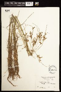 Thumbnail image of current specimen