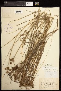 Juncus torreyi image