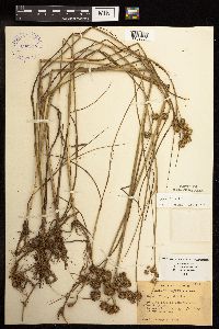 Juncus torreyi image