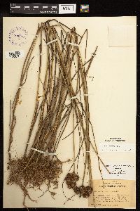 Juncus torreyi image