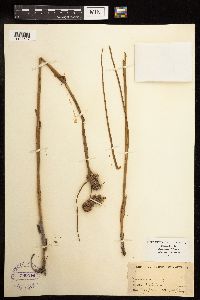 Juncus torreyi image