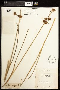 Juncus torreyi image