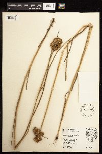 Juncus torreyi image