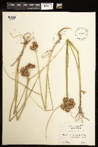 Juncus torreyi image